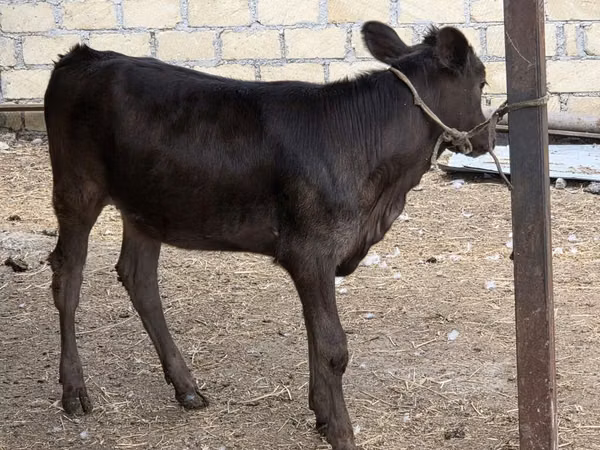 गाय, मवेशी