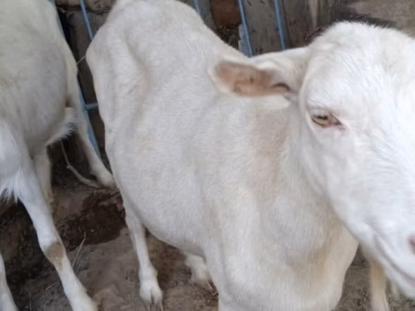 Goat, Goats