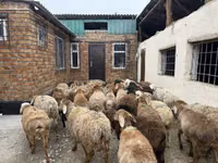 Widder, Rhon sheep — Foto 5