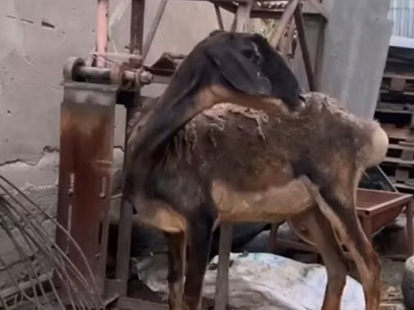 Ziege, Nubian Goat — Kirgisistan