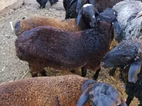 Widder, Arabi sheep — Foto 6