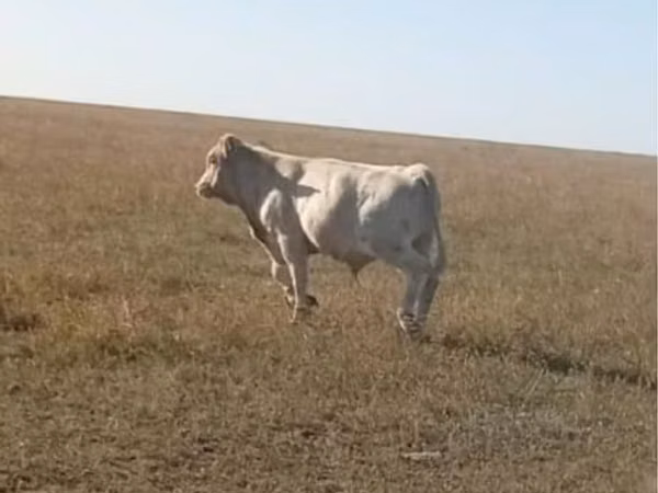 ثور, الماشية
