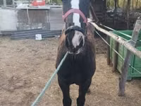 Mare, Horses — photo 1