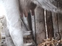 Kuh, Latvian Blue cattle — Foto 4
