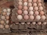Turkeys — الصورة 7