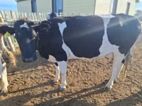 بقرة, Latvian Blue cattle — الصورة 5