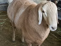 Carnero, Arashan sheep — foto 7
