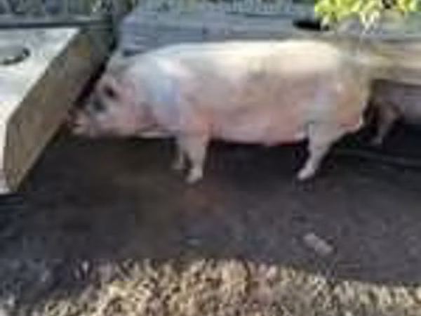 Schweine (Partie, Geschlecht nicht angegeben), 