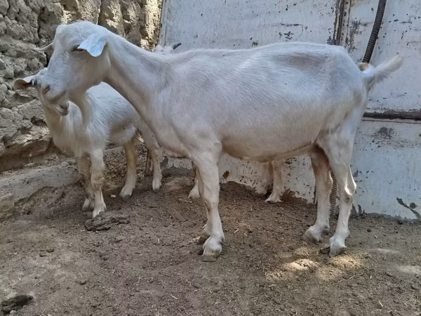 母山羊, Goats — 乌兹别克斯坦