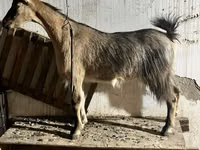 Cabra, Alpine goat — foto 3