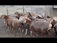 أغنام (دفعة، الجنس غير محدد), Edilbay sheep — الصورة 1