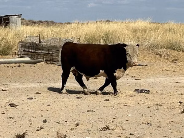 Bulle, Latvian Blue cattle