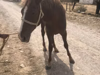 Caballo, Caballos — foto 1