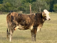 Vaca, Braford — foto 5