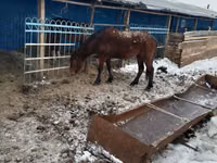 Yegua, Caballos — foto 2