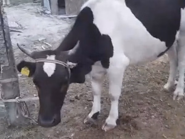 Buqa, Latvian Blue cattle — Qozogʻiston
