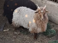 Oveja, Racka sheep — foto 2