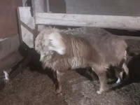 Qoʻchqor, Hissar sheep — 2-rasm