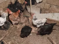 Chickens — 8-rasm