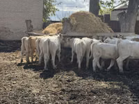 Rinder (Partie, Geschlecht nicht angegeben), Simmental cattle — Foto 4