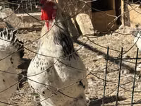 Chickens — الصورة 1