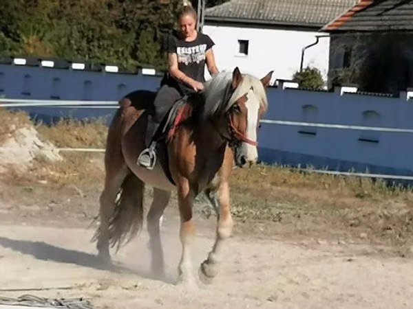 حصان, Gypsy horse