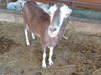 Ziege, LaMancha goats — Foto 2