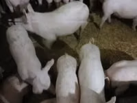 خنزيرة — الصورة 1