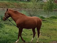 Caballo, Caballos — foto 2