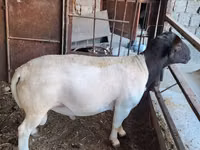 Қошқар, Dorper sheep — 5-сурет