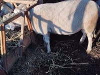 Widder, Lacaune sheep — Foto 3