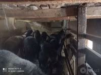 Қойлар (топ, жынысы көрсетілмеген), Қойлар — 3-сурет