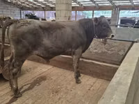 Toro, Aberdeen-Angus — foto 3