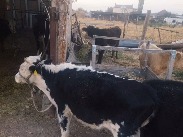 गाय, Russian Black pied cattle — कज़ाखस्तान