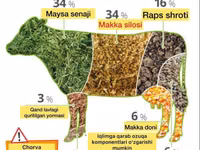 Buqa, Qoramol — 4-rasm