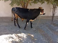 Bulle, Russian Black pied cattle — Foto 6