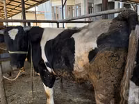 Bulle, Russian Black pied cattle — Foto 3