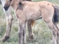 فرس, Mugalzhar horse — الصورة 4