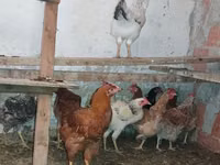 Chickens — الصورة 4