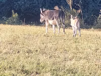 Caballos (lote, sexo no especificado), Caballos — foto 3