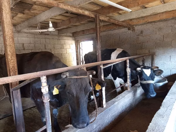 母牛, Russian Black pied cattle — 吉尔吉斯斯坦