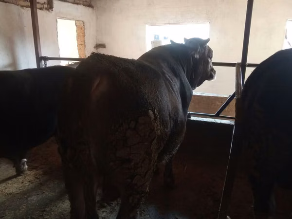 Toro, Aberdeen-Angus