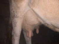 母牛, Cattle — 照片 2
