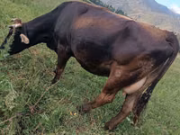 母牛, Swiss cattle — 照片 1