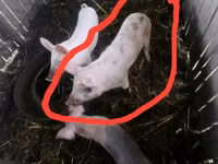 मादा सूअर, सूअर — फ़ोटो 1