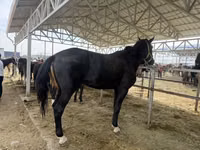 Hengst, Horse breed — Foto 2