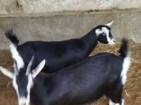 Ziege, Alpine goat — Foto 1