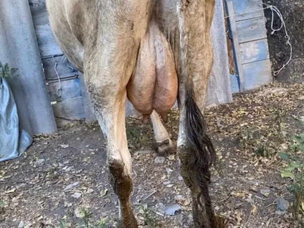 母牛, Alatau breed — 吉尔吉斯斯坦