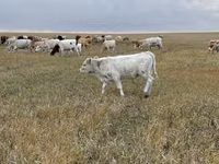 Букачар, Швиц породу — сүрөт 4
