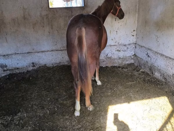 حصان, Thoroughbred horse
